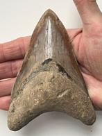 Megalodon tand 12,7 cm - Fossiele tand - Carcharocles