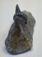 Trilobiet - Gefossiliseerd dier - Cornuproetus sp. - 7.5 cm