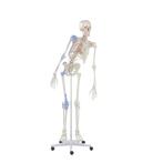 Anatomie model menselijk skelet met origo en insertie van..., Verzenden, Nieuw