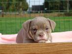 Old English Bulldog pups! t Gezonde type. Mogen direct mee!, Parvo, Nederland, 8 tot 15 weken, Bulldog