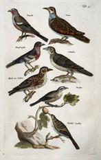 Matthäus Merian (1593-1650) - hand coloured engraving with