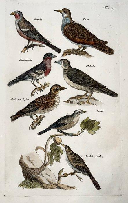 Matthäus Merian (1593-1650) - hand coloured engraving with, Antiek en Kunst, Antiek | Boeken en Bijbels