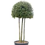 Steeneik - Quercus Ilex - ronde kruin op meerstam - Hoogte:, Tuin en Terras, Ophalen of Verzenden