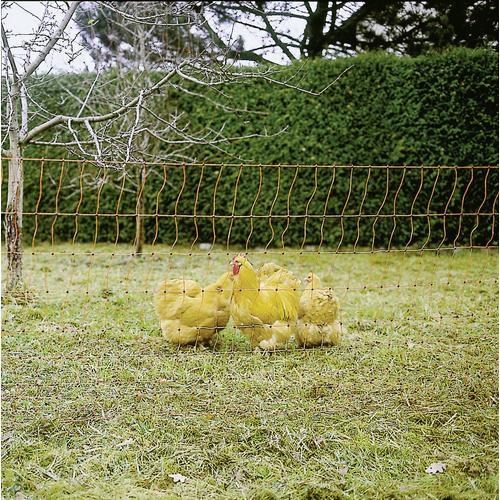Oranje kippennet 112cm-50m. dubbele pen, Dieren en Toebehoren, Pluimvee | Toebehoren, Nieuw, Ophalen of Verzenden