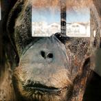 Roberto Cavalli - Gorilla! / #749