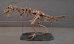 Tiranozaurus Rex Taxidermie volledige montage - 186 cm - 120, Antiek en Kunst
