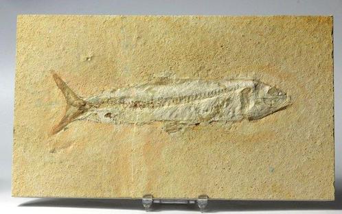 Een mooi bewaard gebleven fossiele vis uit de kalksteen van, Verzamelen, Mineralen en Fossielen