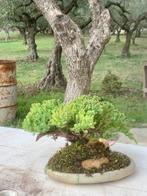 Jeneverbes bonsai (Juniperus) - Hoogte (boom): 13 cm -