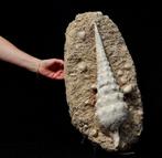 Gigantische fossiele schelp - - Groot formaat -Zelfstaand -