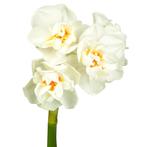 Bloembollen - 40 x Narcis Abba - wit met oranje, Verzenden, Voorjaar, Volle zon, Bloembol