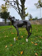 Beeld, Bronze: XL Greyhound Dog - 77 cm - Brons - 2025
