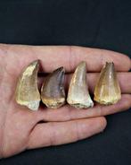 Collectie van enorme tanden van een mosasaurus - Fossiele, Verzamelen, Mineralen en Fossielen