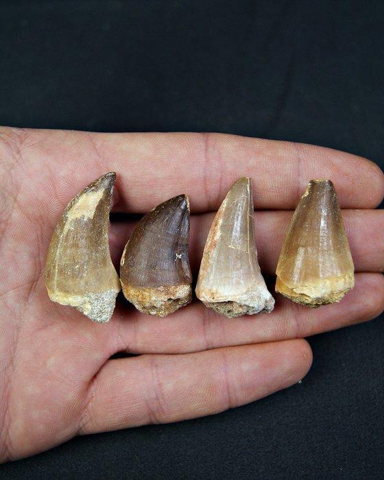 Collectie van enorme tanden van een mosasaurus - Fossiele, Verzamelen, Mineralen en Fossielen