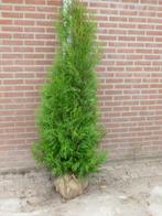 Coniferen: Thuja occidentalis Brabant, Tuin en Terras