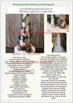 DIY Werkbeschrijving Bananenblad, Huis en Inrichting, Ophalen of Verzenden, Nieuw