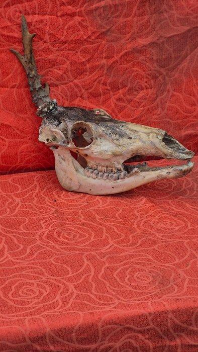 Siberisch hert Schedel - Capreolus pygargus - très rare, Antiek en Kunst, Curiosa en Brocante