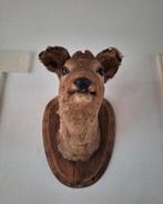 Taxidermie Opgezette Herten/Reeënkop Taxidermie volledige, Nieuw