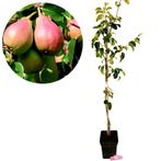 Pyrus communis ‘Bonne Louise dAvranches’ + po, Verzenden, Volle zon