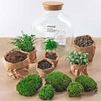 DIY terrarium - Fat Joe Groen -  30 cm, Huis en Inrichting, Kamerplanten, Verzenden