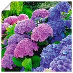 Artland Artprint Hortensias in de tuin als artprint, Verzenden, Nieuw