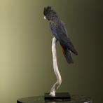 Red-tailed Black Cockatoo - Taxidermie volledige montage -, Nieuw