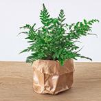 Varen - Athyrium spicatum - Terrarium plant - Potmaat 6, Verzenden