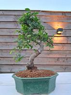 Chinese iep bonsai (Ulmus parviflora) - Hoogte (boom): 25 cm
