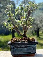 Bonsai Cistus van Kreta - Hoogte (boom): 15 cm - Diepte, Antiek en Kunst