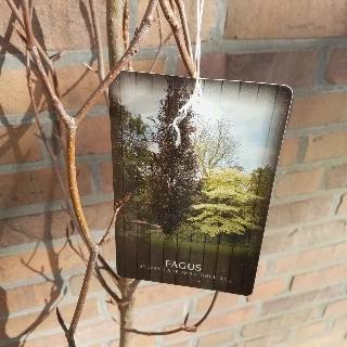 Rode Zuilbeuk te koop | Mooie boom, ook voor kleine tuinen!, Tuin en Terras, Planten | Bomen, Zuilboom, Halfschaduw, 100 tot 250 cm