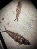 Uitzonderlijk met de hand voorbereide fossiele viskoppeling, Verzamelen, Mineralen en Fossielen