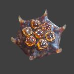 Amber Mineralencollectie - Hoogte: 10 cm - Breedte: 8 cm-