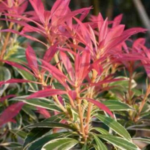 Pieris japonica Little Heath - 10-20 cm, Tuin en Terras, Planten | Tuinplanten, Ophalen of Verzenden