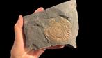 Ammoniet - Fossiele plaatmatrix - Caloceras - 14 cm - 12 cm, Verzamelen, Mineralen en Fossielen