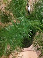 Asparagus Sierasperge Hangplant - Warentuin Natuurlijk, Huis en Inrichting, Kamerplanten, Verzenden