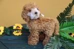 Steiff: Ricky de cockapoo, 27cm, - Pluche dier - 2020+ -, Antiek en Kunst, Antiek | Speelgoed