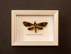 Deaths Head Hawkmoth Taxidermie volledige montage -, Antiek en Kunst, Curiosa en Brocante