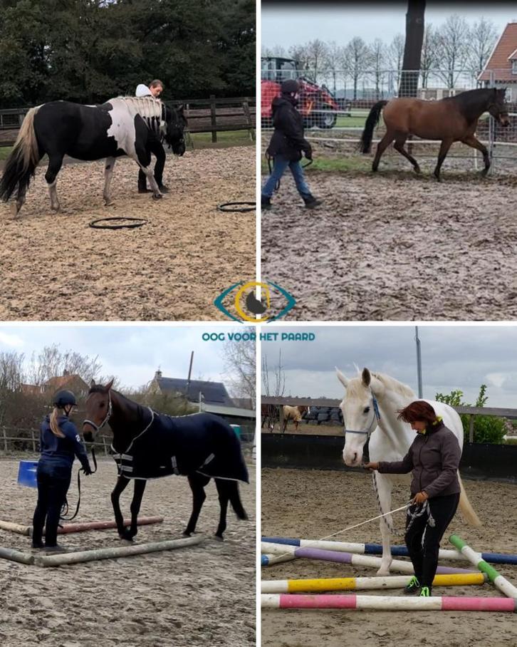 Grondwerk lessen met je paard (regio Zuid-Holland), Diensten en Vakmensen, Dieren | Paarden | Verzorging, Oppas en Les, Gedragstraining