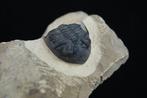 Trilobiet - Gefossiliseerd dier - Hollardops mesocristata