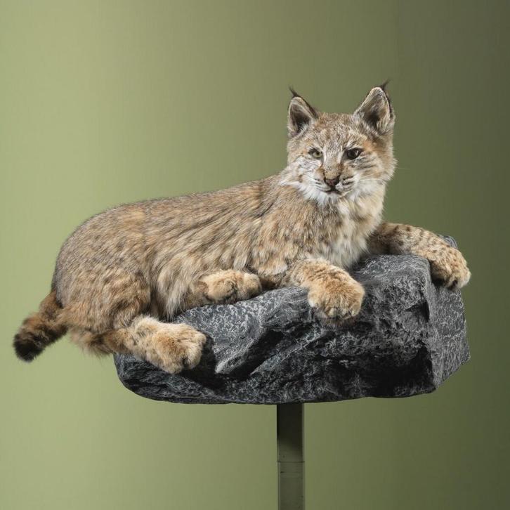Bobcat Rode Lynx Taxidermie Opgezette Dieren By Max, Verzamelen, Dierenverzamelingen, Opgezet dier, Nieuw, Wild dier, Ophalen of Verzenden