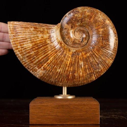 Prachtelijk Ammoniet Fossiel Lytoceras Fossiele schelp -, Verzamelen, Dierenverzamelingen
