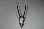 spiesbok Schedel - oryx - 20 cm - 110 cm - 40 cm- non-CITES, Nieuw