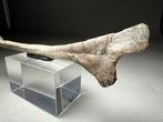 Authentiek Psittacosaurus ischiumbot - Fossiel skelet -, Verzamelen, Mineralen en Fossielen