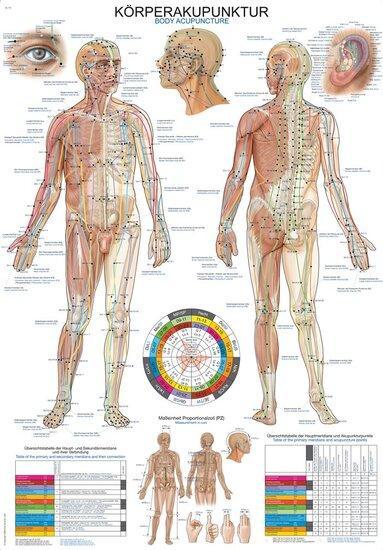 Anatomie poster meridianen (Duits/Engels, kunststof-folie..., Sport en Fitness, Overige Sport en Fitness, Verzenden