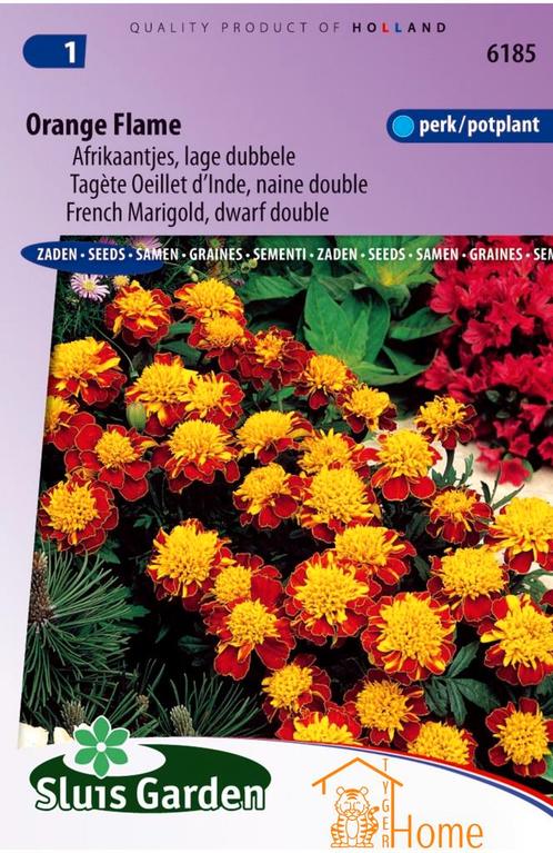 Orange Flame Afrikaantjes Lage Dubbele Perk / Potplant, Tuin en Terras, Bloembollen en Zaden, Verzenden