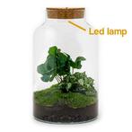 DIY terrarium - Milky Coffea met lamp -  31 cm, Verzenden