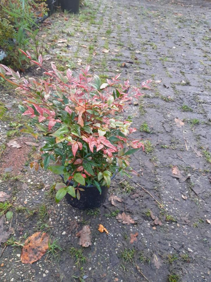 Hemelse bamboe , Nandina domestica Obsessed, Tuin en Terras, Planten | Struiken en Hagen, Overige soorten, Struik, Minder dan 100 cm