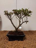 Azalea bonsai (Rhododendron) - Hoogte (boom): 23 cm - Diepte