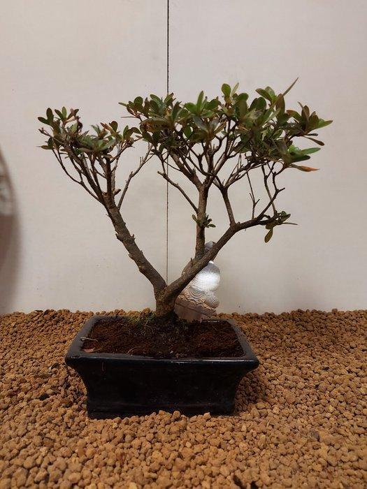 Azalea bonsai (Rhododendron) - Hoogte (boom): 23 cm - Diepte, Antiek en Kunst, Curiosa en Brocante