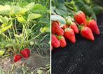 Veelzijdig agrotextiel - Onkruiddoek voor tuinbouw en hui..., Tuin en Terras, Ophalen of Verzenden, Nieuw