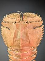 Slipper lobster op een aangepaste standaard Pantser - Ibacus, Verzamelen, Dierenverzamelingen, Nieuw